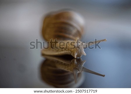 Similar – Garden snail IV Leaf