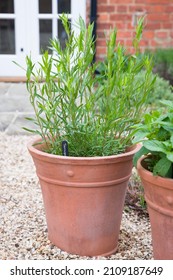 French tarragon, herb plant growing in a terracotta pot in a UK kitchen garden