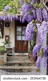 French Village: flowering purple wisteria vine