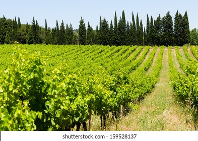 French Vineyard