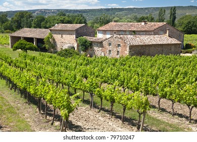 French Vineyard