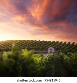 French Vineyard At Sunset