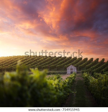 French vineyard at sunset