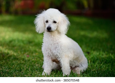 french poodle