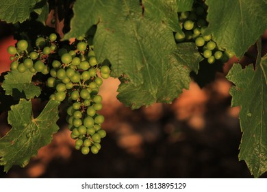 French Wine Grapes In Burgundy, Aloxe Corton