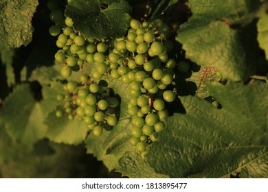 French Wine Grapes In Burgundy, Aloxe Corton