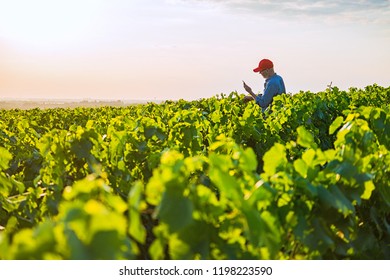 A French winegrower working in his vineyards at sunset. He is using a digital tablet. - Powered by Shutterstock