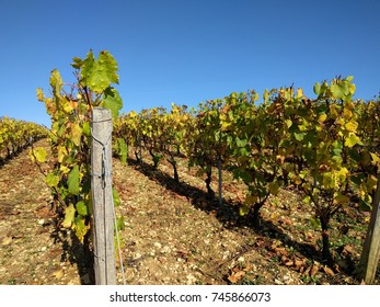 French Wineyard Of Pinot Grapes