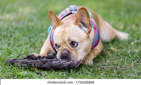 Frenchie Chewing On Tree Bark. Off-leash Dog Park In Northern California.