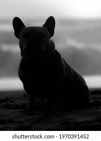 Frenchie Silhouette. French Bulldog Sitting At The Beach And Looking At Camera At Sunset.