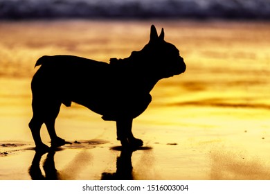 Frenchie Silhouette With Sunset Reflected In Beach In Northern California.