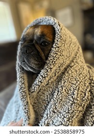 Frenchie snuggled up in a blanket