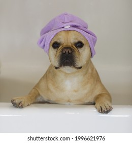 Frenchie With Turban Towel Wrap In Bathtub.