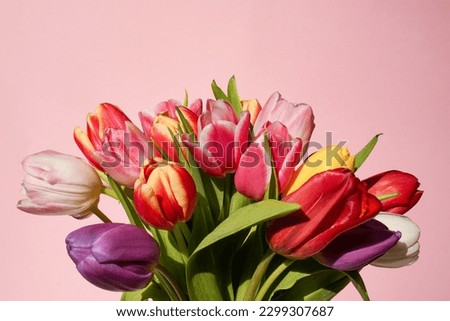 Fresch colorful tulips bouquet on a pink background. Greeting card. Close up, copy space.