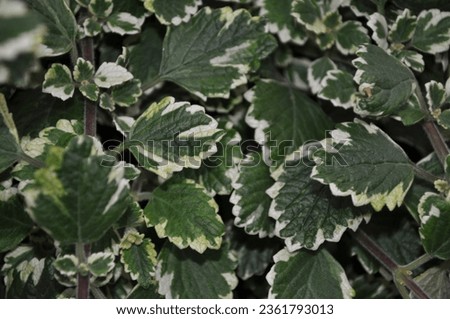 fresch green leaves background picture