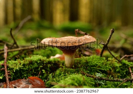 Fresch mushroom in german Forest odenwald . High quality photo