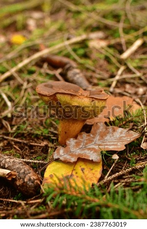 Fresch mushroom in german Forest odenwald . High quality photo
