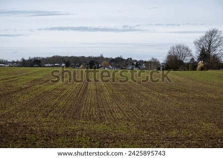 Fresch sown corn fields at the Flemish countryside around Leuven, Flemish Brabant, Belgium