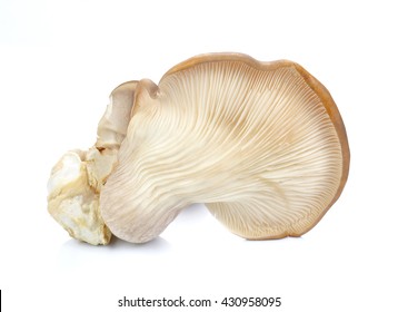 Abalone Mushroom Images Stock Photos Vectors Shutterstock