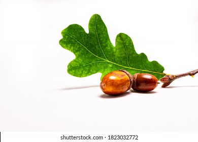 fresh acorn with leaf isolated