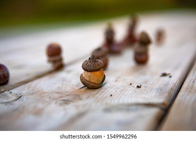 Fresh Acorns From An Oak Tree Spread Haphazard Across A Picnic Table Top