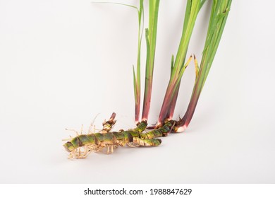 Fresh Acorus calamus roots, also known as sweet flag, isolated on light background. Calamus root is used in  personal care products. Beauty and medicine.