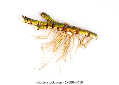 Fresh Acorus calamus roots, also known as sweet flag, isolated on light background. Calamus root is used in cosmetics and personal care products. Beauty and medicine. Flat lay, top view.
