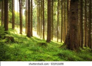 Fresh Air In The Coniferous Forest