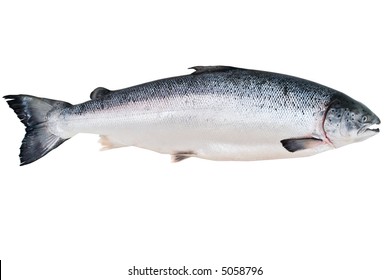 Fresh Alaskan King Salmon isolated on the white