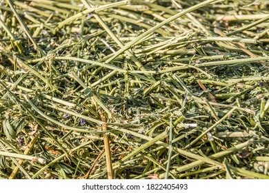 Fresh Alfalfa Hay As Background