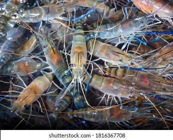 Fresh Alive River Prawn Under Clear Water, Raw Food Ingredient