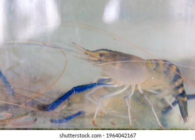 Fresh Alive Shrimps In Water For Seafood In Restaurant, Giant Freshwater Prawn