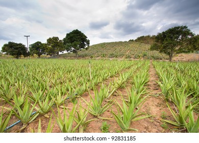 Fresh Aloe Vera In The Farm