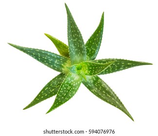 Fresh Aloe Vera Isolated On White Background, Clipping Paths Included