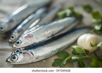 Fresh Anchovies