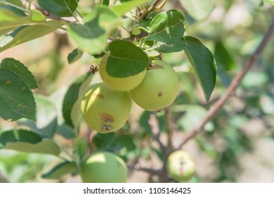 Fresh Apple Growing On Tree At Local Farm In Gainesville, Texas, USA