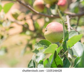 Fresh Apple Growing On Tree At Local Farm In Gainesville, Texas, USA