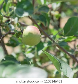 Fresh Apple Growing On Tree At Local Farm In Gainesville, Texas, USA