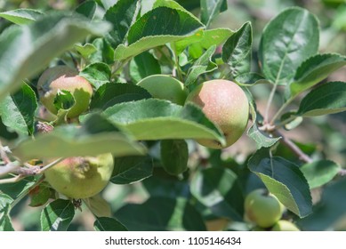 Fresh Apple Growing On Tree At Local Farm In Gainesville, Texas, USA