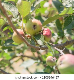 Fresh Apple Growing On Tree At Local Farm In Gainesville, Texas, USA