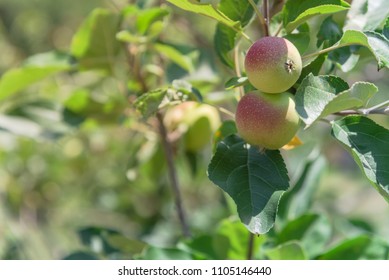 Fresh Apple Growing On Tree At Local Farm In Gainesville, Texas, USA