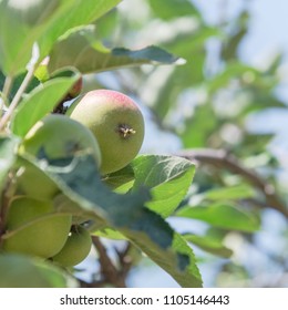 Fresh Apple Growing On Tree At Local Farm In Gainesville, Texas, USA