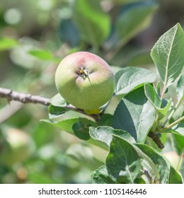 Fresh Apple Growing On Tree At Local Farm In Gainesville, Texas, USA