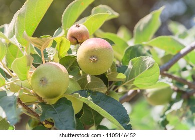 Fresh Apple Growing On Tree At Local Farm In Gainesville, Texas, USA