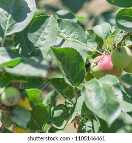 Fresh Apple Growing On Tree At Local Farm In Gainesville, Texas, USA