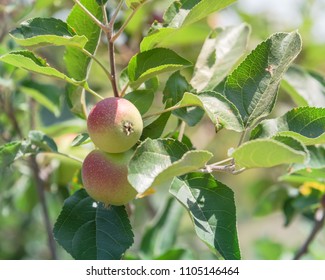 Fresh Apple Growing On Tree At Local Farm In Gainesville, Texas, USA