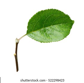 Fresh apple leaf isolated on white background with clipping path.