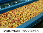 Fresh Apples Moving Through Water in Apple Flumes in Fruit Packing Warehouse. Apples Being Washed, Sorted and Transported in Water Tank Conveyor. Postharvest Management of Apples.