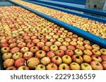 Fresh Apples Washing and Sorting in Apple Flumes in Fruit Packing Warehouse. Apple Receiving and Processing Prior Distribution to Market. Food Safety In Food Industry.