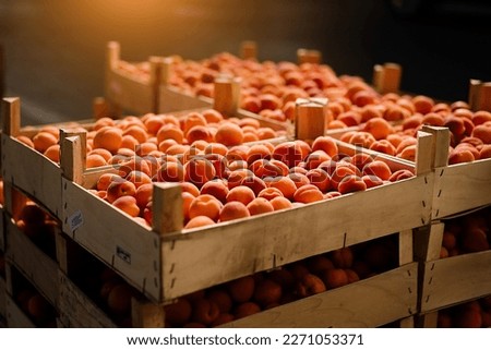 Fresh apricot fruit boxes sold in the market. Apricots harvest, many fresh apricot	                              
